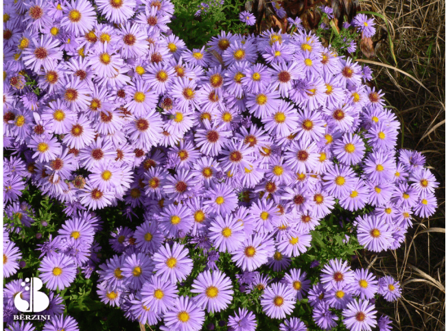 Aster novi-belgii   'Peter Pan'
